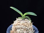 동해복륜 東海復輪 Tokai Fukurin
