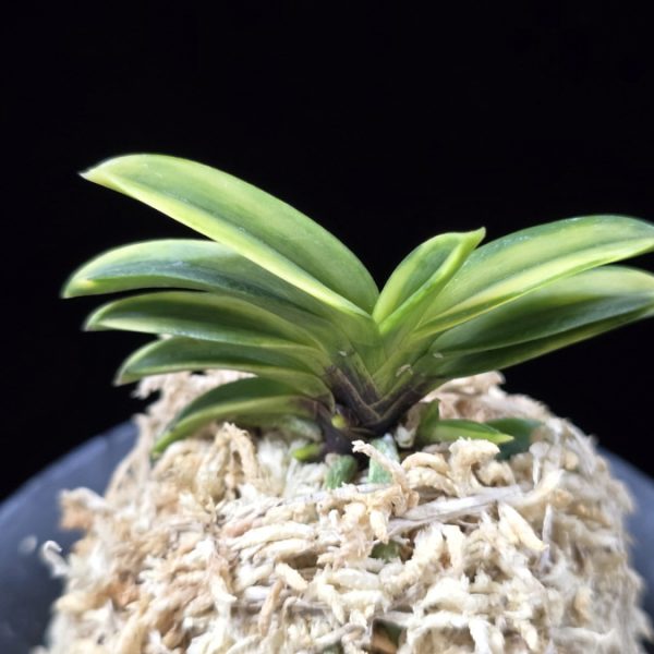 비금 轡錦 Kutsuwa nishiki