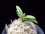 비금 轡錦 Kutsuwa nishiki