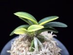 취화금 翠華錦 Suikanishiki