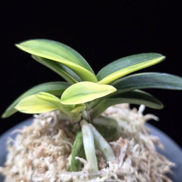 취화금 翠華錦 Suikanishiki