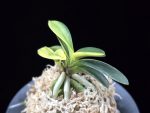 취화금 翠華錦 Suikanishiki