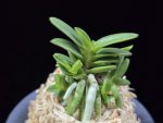 흑진주 黒真珠 Kuroshinju