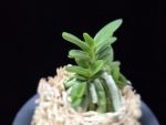 흑진주 黒真珠 Kuroshinju