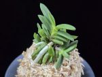 흑진주 黒真珠 Kuroshinju