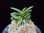 흑진주 黒真珠 Kuroshinju