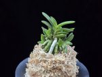 흑진주 黒真珠 Kuroshinju
