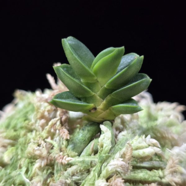 취벽 翠壁 Midori Kabe (Suisen+Kutsuwamushi)