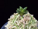 취벽 翠壁 Midori Kabe (Suisen+Kutsuwamushi)