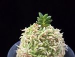 취벽 翠壁 Midori Kabe (Suisen+Kutsuwamushi)