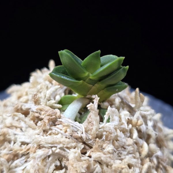취벽 翠壁 Midori Kabe (Suisen+Kutsuwamushi)