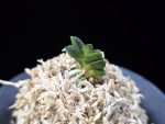 취벽 翠壁 Midori Kabe (Suisen+Kutsuwamushi)