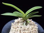 환희천 歓喜天 Hwanhuicheon(Kankiten) (ruby root)