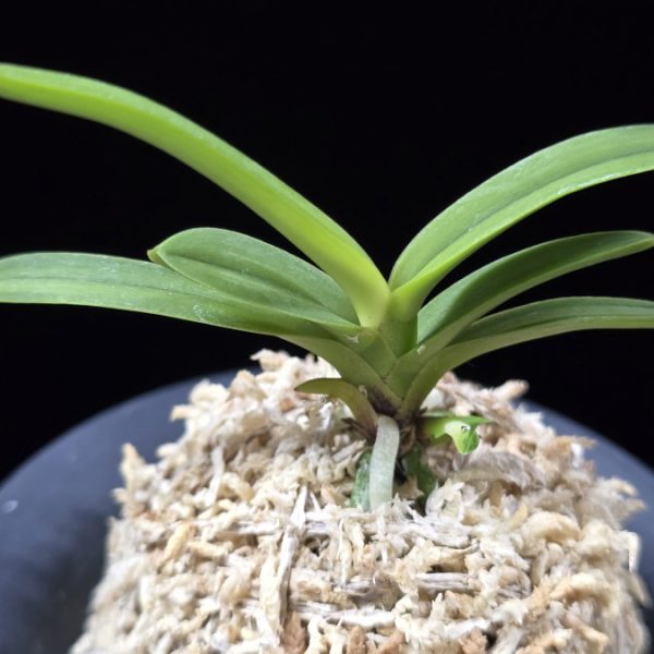 환희천 歓喜天 Hwanhuicheon(Kankiten) (ruby root)