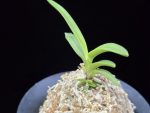 환희천 歓喜天 Hwanhuicheon(Kankiten) (ruby root)