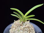 환희천 歓喜天 Hwanhuicheon(Kankiten) (ruby root)