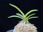 환희천 歓喜天 Hwanhuicheon(Kankiten) (ruby root)