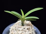 환희천 歓喜天 Hwanhuicheon(Kankiten) (ruby root)