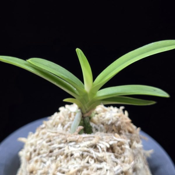 환희천 歓喜天 Hwanhuicheon(Kankiten) (ruby root)