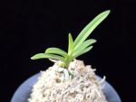 환희천 歓喜天 Hwanhuicheon(Kankiten) (ruby root)