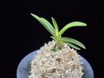 환희천 歓喜天 Hwanhuicheon(Kankiten) (ruby root)