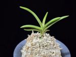 환희천 歓喜天 Hwanhuicheon(Kankiten) (ruby root)