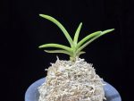 환희천 歓喜天 Hwanhuicheon(Kankiten) (ruby root)