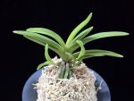 환희천 歓喜天 Hwanhuicheon(Kankiten) (ruby root)