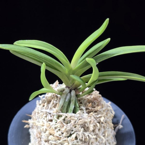 환희천 歓喜天 Hwanhuicheon(Kankiten) (ruby root)