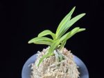 환희천 歓喜天 Hwanhuicheon(Kankiten) (ruby root)