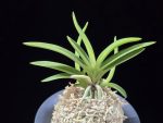 환희천 歓喜天 Hwanhuicheon(Kankiten) (ruby root)