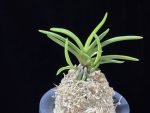 환희천 歓喜天 Hwanhuicheon(Kankiten) (ruby root)