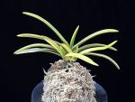 금갑복륜 金甲覆輪 Kinkabuto Fukurin