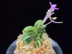 홍장원 紅壯元 Hongjangwon (Jangwon+Shikouki)