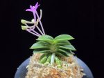 홍장원 紅壯元 Hongjangwon (Jangwon+Shikouki)