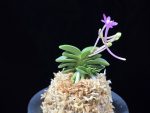 홍장원 紅壯元 Hongjangwon (Jangwon+Shikouki)