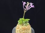 홍장원 紅壯元 Hongjangwon (Jangwon+Shikouki)