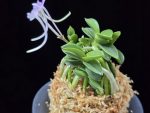 도장원 桃壯元 Dojangwon (Jangwon+Shikouki)