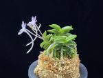 도장원 桃壯元 Dojangwon (Jangwon+Shikouki)