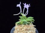 도장원 桃壯元 Dojangwon (Jangwon+Shikouki)