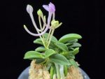 도장원 桃壯元 Dojangwon (Jangwon+Shikouki)