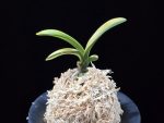 음풍 吟風 Ginpu