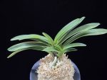 음풍 吟風 Ginpu