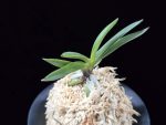 삼소전 三笑殿(万華境) Samsojeon(Mangekyo) (3 spur)