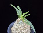 삼소전 三笑殿(万華境) Samsojeon(Mangekyo) (3 spur)