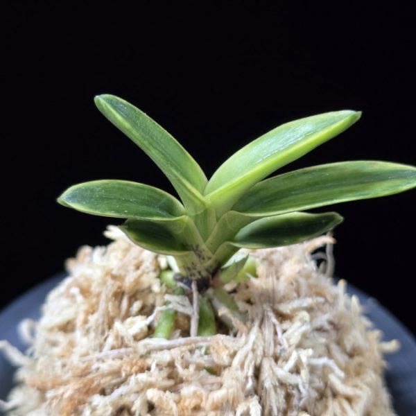 화천금 華泉錦 Kasen Nishiki