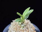 화천금 華泉錦 Kasen Nishiki