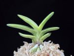 화천금 華泉錦 Kasen Nishiki