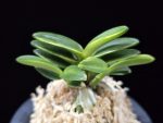 화천금 華泉錦 Kasen Nishiki