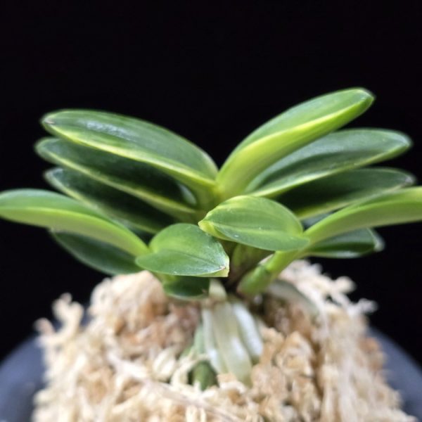 화천금 華泉錦 Kasen Nishiki